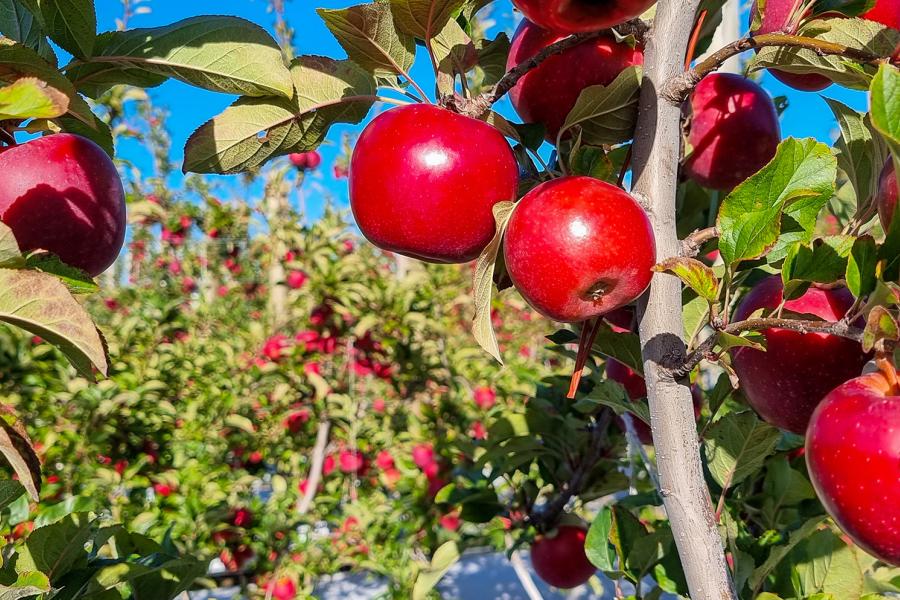 Planting of New Zealand’s Newest Apple Exceeds Expectations